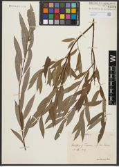 Foto von Salix alba L.
